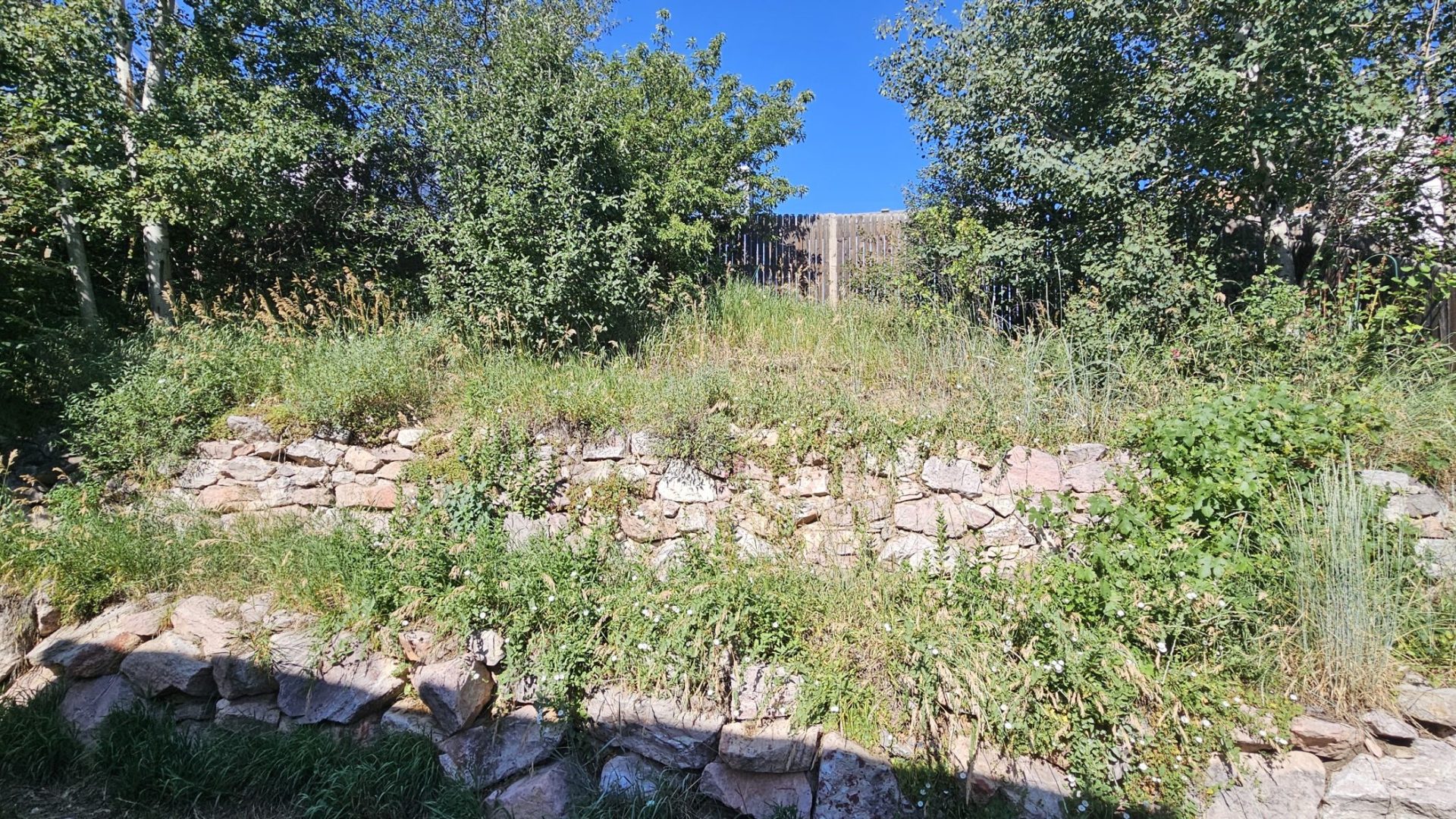 Yard_Cleanup_Before_2